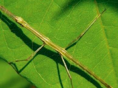 世界上最大的昆虫，竹节虫超半米排第一，毛翼甲虫最小